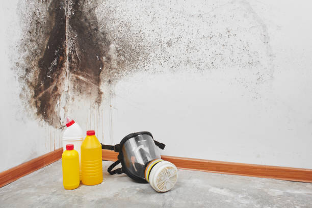 Best Mold Testing  in Hanna City, IL