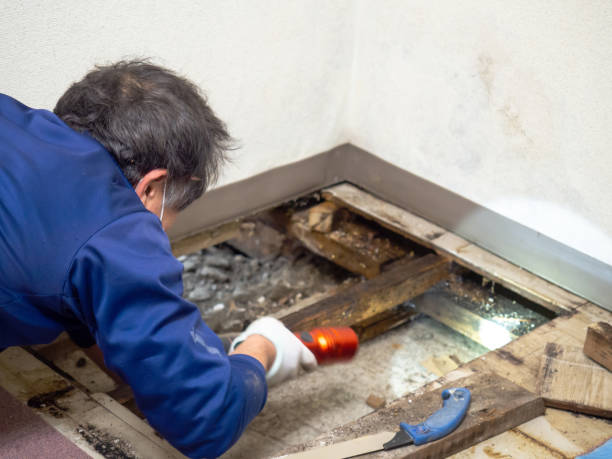 Best Mold Damage Repair  in Hanna City, IL