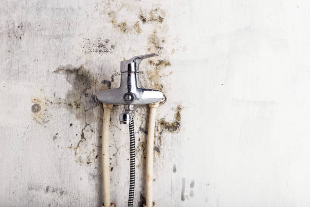 Best Black Mold Removal  in Hanna City, IL