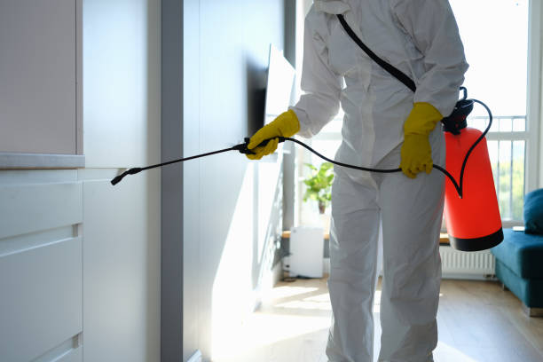 Best Affordable Mold Removal  in Hanna City, IL