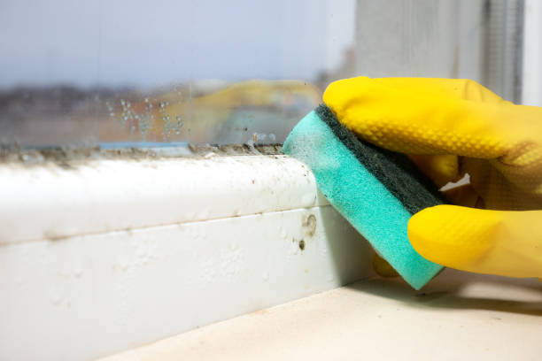 Best Toxic Mold Removal  in Hanna City, IL