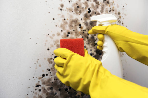 Best Residential Mold Removal  in Hanna City, IL