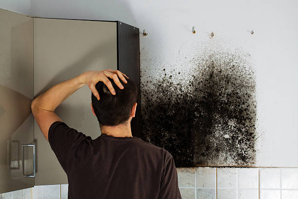 Best Mold Testing  in Hanna City, IL