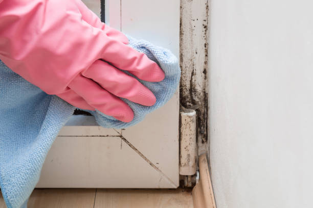 Best Fast Mold Removal  in Hanna City, IL