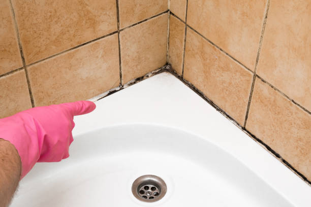 Best Mold Testing  in Hanna City, IL
